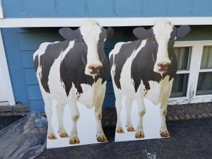 cow cardboard stand ups (Cortland)