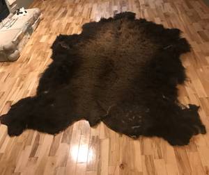 Buffalo rug (Egf)