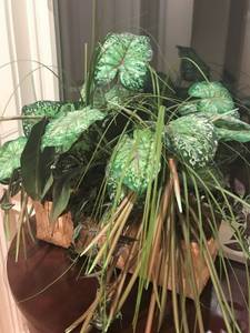 Table centerpiece / GREEN PLANT arrangement (Lexington)