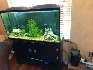 60 Gallon Aquarium w/ Stand, Fish, Pump, Seperate 20 Gal Tank + More (Central