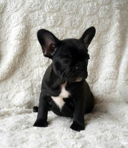 Amazing Blue French Bulldog puppies for sale