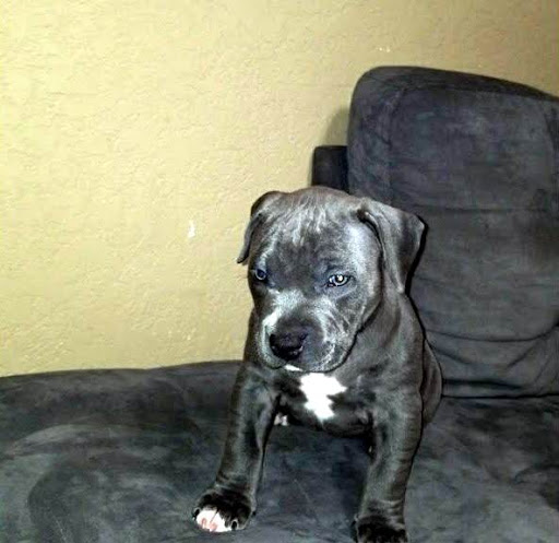 Adorable Blue Pit Bull puppies for sale