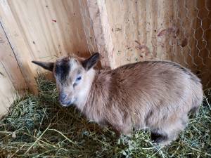 Nigerian dwarf goats for sale (Sarona)