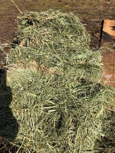 Excellent Local Grass Hay (Enumclaw)
