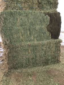 Alfalfa hay 4x4 big bales
