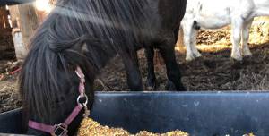 2 year old stud pony (Olive hill Ky)