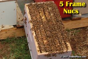 Honey Bees For Sale - Nucs, Hives and Pallets of Singles from (San Antonio Area)