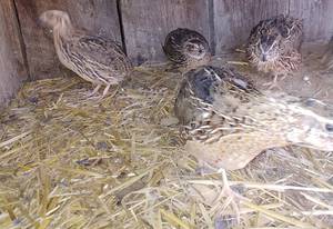 Jumbo Coturix Quail (Apple Grove)