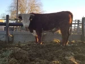 Yearling Hereford Bull (Connell)