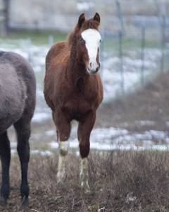 2018 Blue Eyed colt by Just Plain Starlight (Connell)