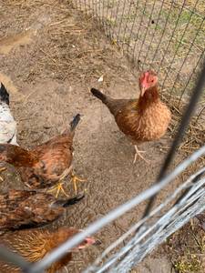 Game hens (Crown city)