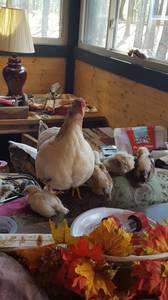 Pet Chickens for sale (Nathalie)
