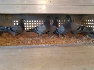 Racing Homing Pigeons (Kingman AZ)