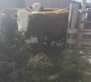 six bred herford cows (Torrington)