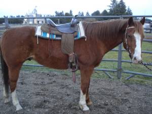 Horse for sale (rochester)