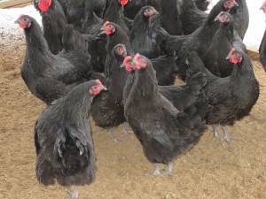 Black Austrolarp pullets (Chattaroy)