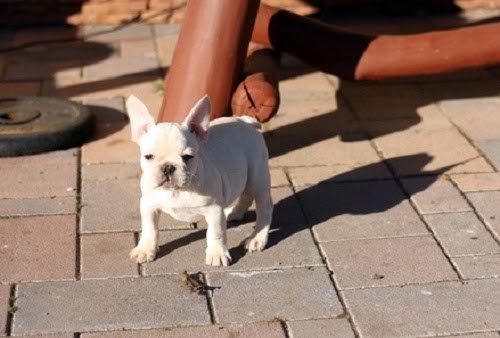 Potty trained French bulldog puppies for sale.