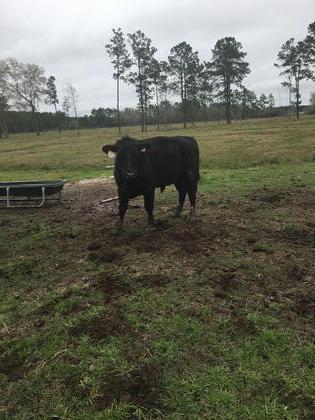Two Excellent Registered Angus Bulls