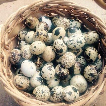 Jumbo Quail eggs for hatching/eating.