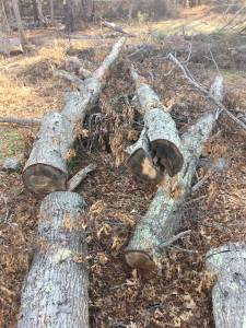 Bring a Chainsaw- Free Firewood
