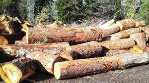 Logs for firewood dump truck loads 3-4 cord perload $350 plus delivery (Salem /