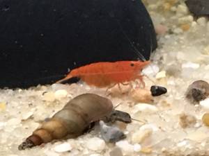 Red Cherry Shrimp & Malaysian Trumpet Snails (Reservoir)