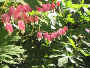 Trade Flute for Banjo (West Allis)