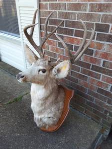 Mounted Buck Deer Rack taxidermy (Millington)