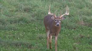 Hunting Opportunity - Monster Buck (Poconos)