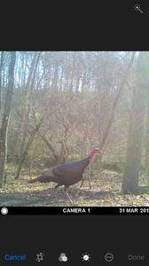 Guided Turkey Hunting