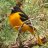 Junior Audubon Bird Programs: Orioles