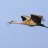 Bugling Cranes Exploring Nature Program