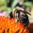 Harriton's Beekeeping & Honey Festival 2019