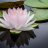 Free Introductory Meditation Course (Class 2 of 3)