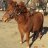 1/26 Equine Therapy-Heartland Mini Horses w/ Meditation-Yoga Patch Open House!