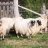 Sheep Shearing Days 2019 at the Museum of Appalcahia