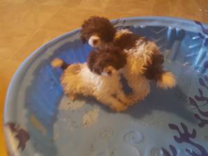 Male and female brown and white parti toy poodle puppies (medicine park