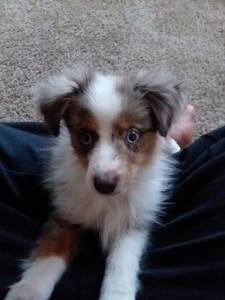 Male Toy Aussie Puppy/dog