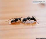 Seeking Ant Pest Control Service in Atlanta Ga