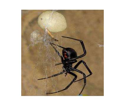 Problem with Roaches, Mice, Ants, Spiders, Bed Bugs, or any other Pests in Your
