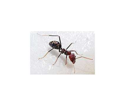 Problem with Roaches, Mice, Ants, Spiders, Bed Bugs, or any other Pests in Your