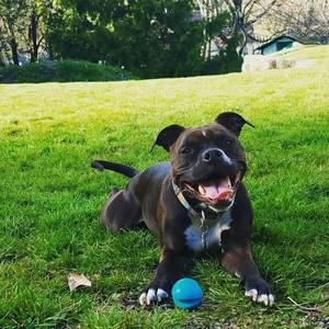 Event Planner & Puppy Need Roommate (SE/SW Portland, Beaverton)
