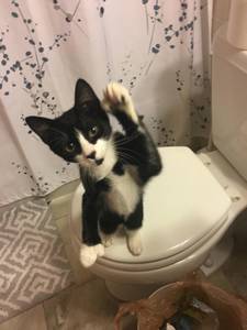 Housemate in Highland Park or NB - March