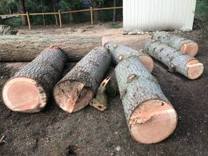 Free Cedar and Fir Wood (Woodinville, WA)