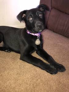 Adopt puppy today (Rocksprings)