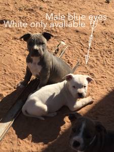Pit bull puppies seeking forever home