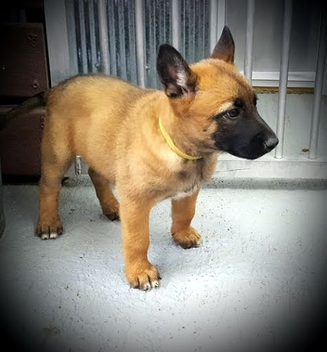 Ava Belgian Malinois Puppy for sale