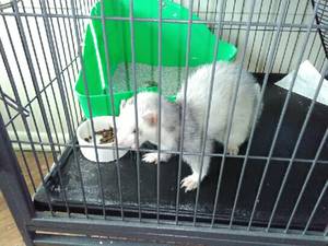 Ferret (Pets) $250