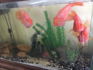 Free blood-orange parrot cichlid fish (State College)