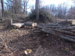 Free Fire Wood (Spencer, VA)